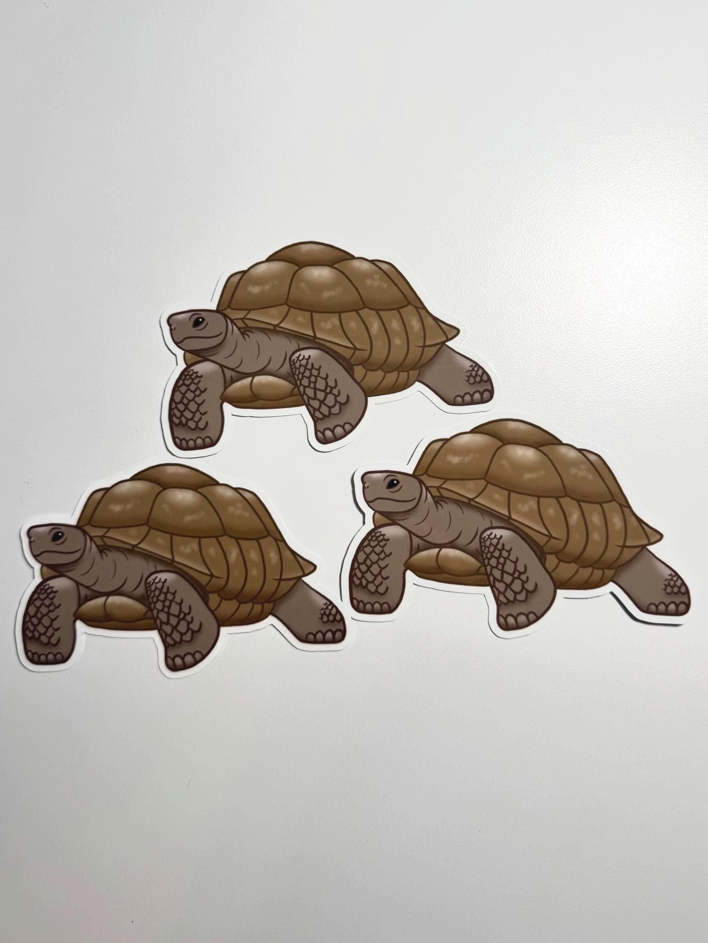 Sulcata Tortoise Sticker