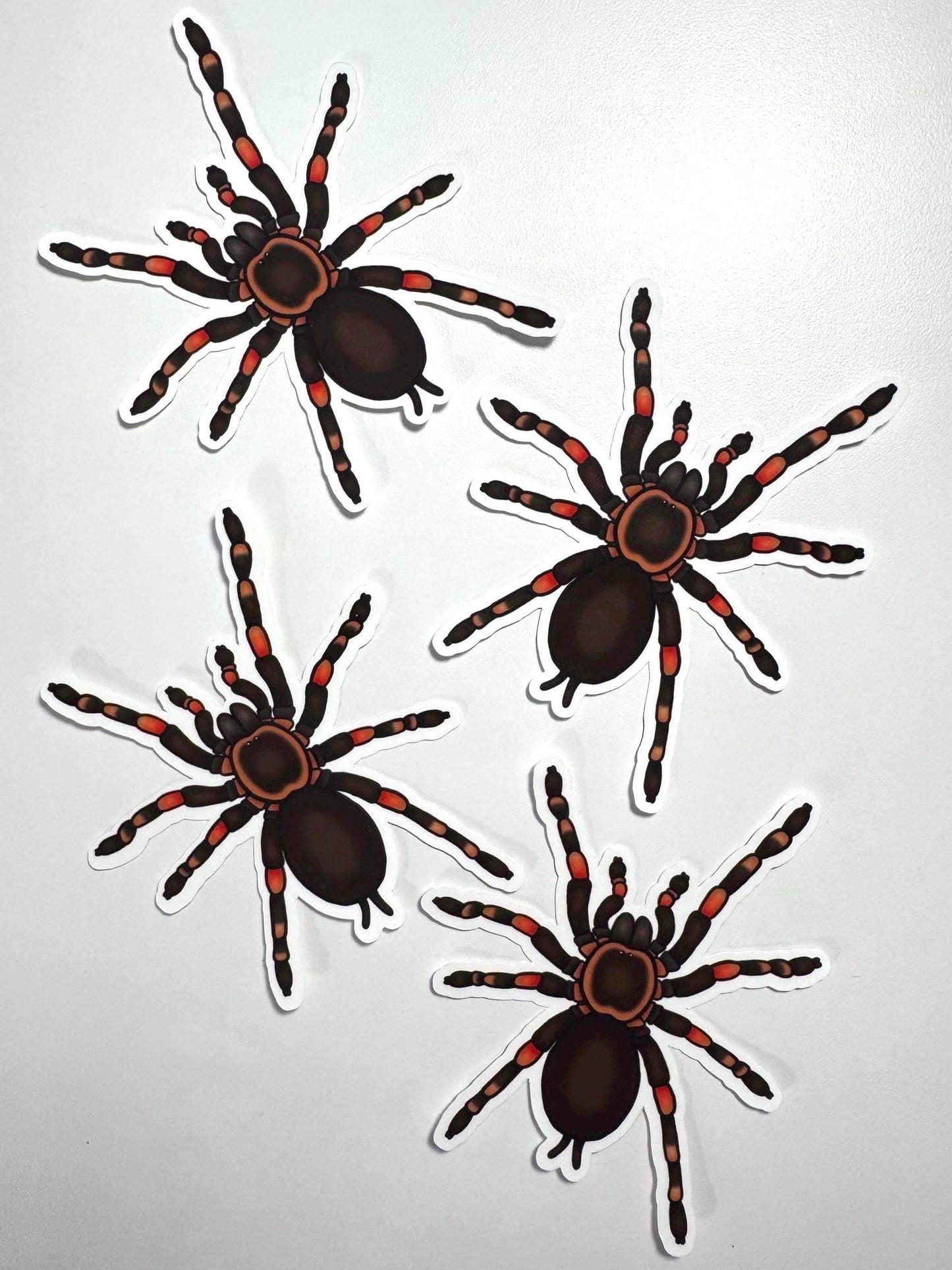 Mexican Red Knee Tarantula Sticker