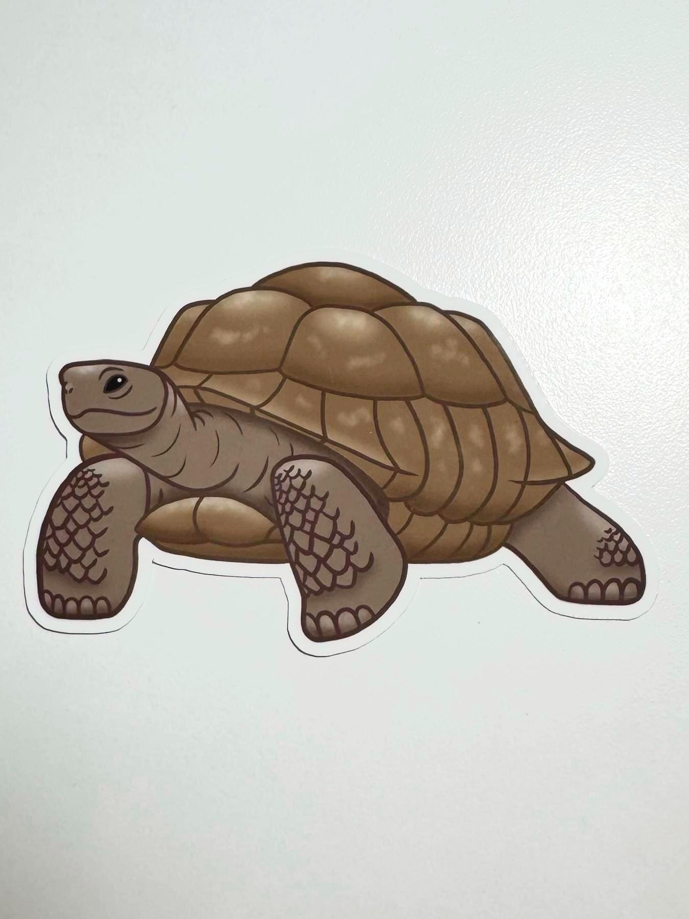Sulcata Tortoise Sticker