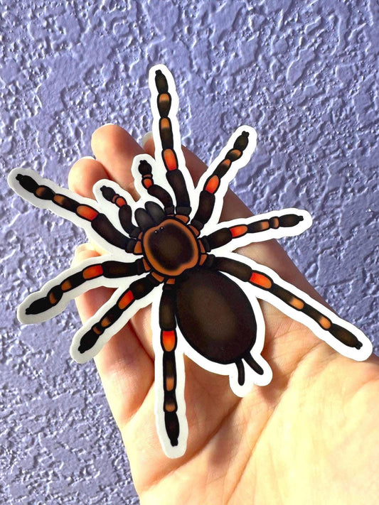 Mexican Red Knee Tarantula Sticker