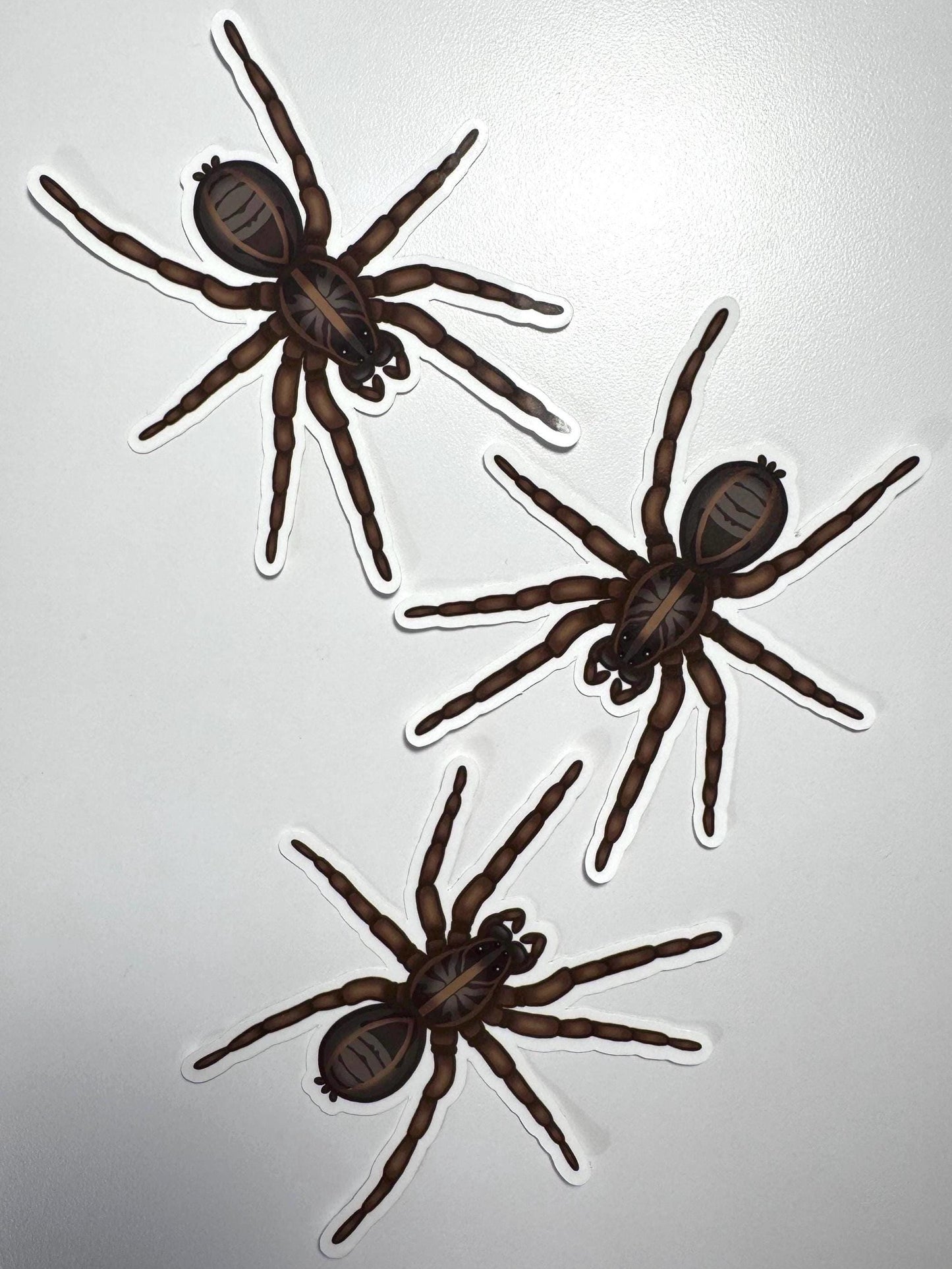 Wolf Spider Sticker